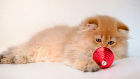 Little cute funny ginger kitty plays with Christmas decoration red ball. Funny Stock Footage 220709084