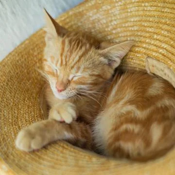 Little cute ginger kitten sleeps in a straw hat Stock Photos
