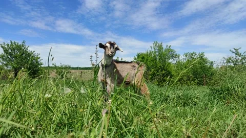 Little cute goat Stock Footage 194837451