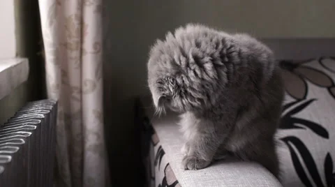 Little cute gray cat washes. Stock Footage 57939299