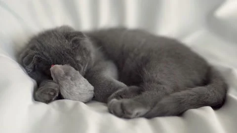 Little cute grey Scottish kitty sleeping with his mouse on the white bed. Stock Footage 158929097
