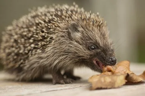 Little cute hedgehog eats cat food. Rear view. Stock Photos