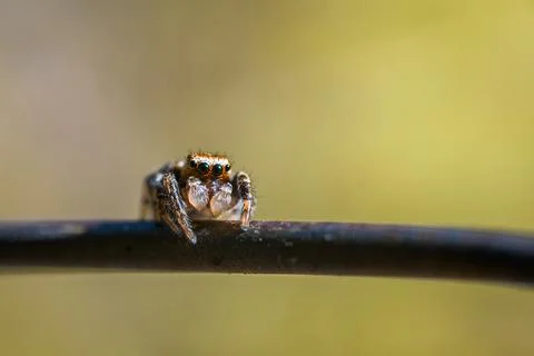 Little cute jumping spider with big black eyes. Facing the camera. Cozy color Stock Photos