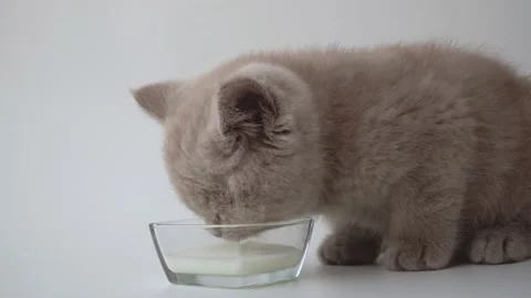 Little cute kitten lapping up milk Stock Footage