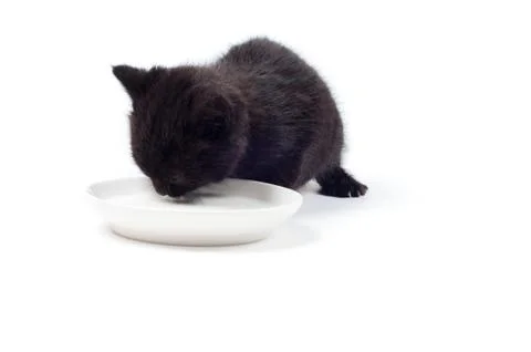 Little cute kitten Stock Photos
