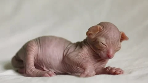 Little cute kitten sleeping sphinx on a white blanket Stock Footage 156014485