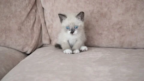 Little cute kitten on sofa. Gray cut cat at home Stock-Footage 120984227
