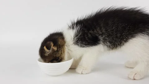 A little cute kitten on a white background is looking for food in an empty bowl Stock Footage 168384431
