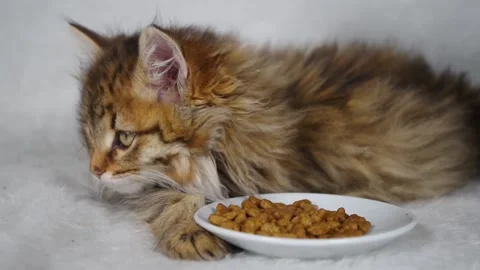 Little cute kittens plays Stock Footage 167218239