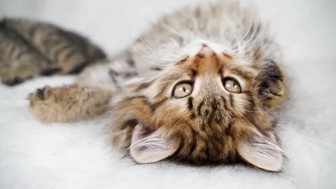 Little cute kittens plays Stock Footage 167218255
