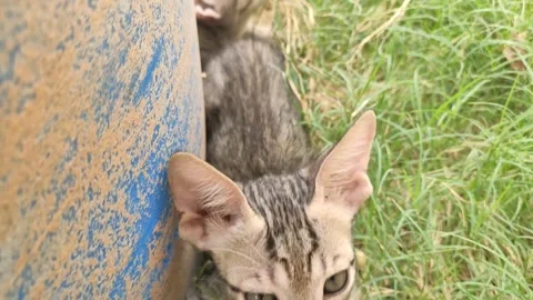 Little cute kittens trying to hide in the garden Stock Footage 337712274