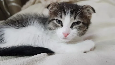 Little cute lop-eared kitten is sleeping sweetly on a white blanket Stock Footage 201474166