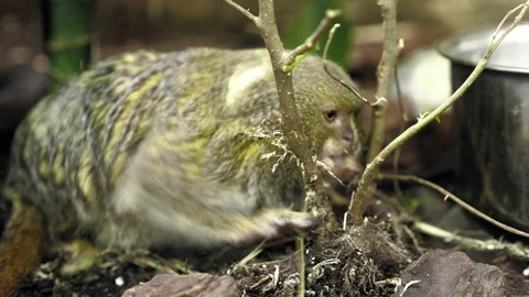 Little cute monkey feeds Vídeo Stock 89204552