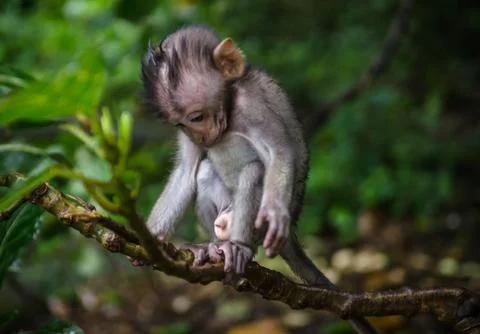 Little cute monkey in monkey forest bali Stock Photos