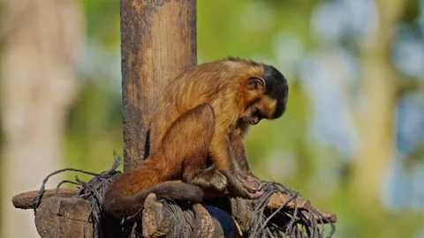 Little cute monkey. Watching animal behavior. Closeup Stock Footage 306764892