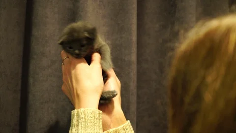 Little cute newborn kitten . Close Up. 4K Video stock 88152995