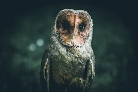 Little cute owl - intentional filtered image - cute animals Stock Photos