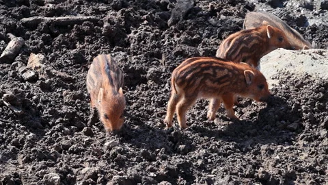 Little cute piglets digging in the dirt spring view of baby Stock Footage 303817524