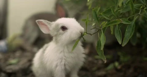 Little cute rabbits Video stock 156947337