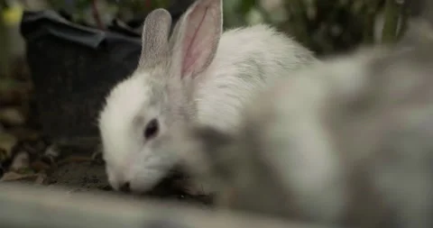 Little cute rabbits Stock Footage 156947382