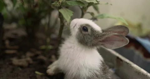 Little cute rabbits Video stock 156947393