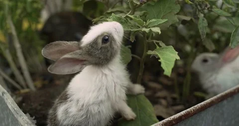 Little cute rabbits Stock Footage 156947394