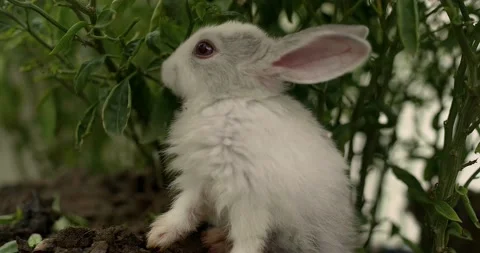 Little cute rabbits Stock Footage 156947417