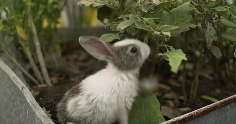 Little cute rabbits Stock Footage 156947422