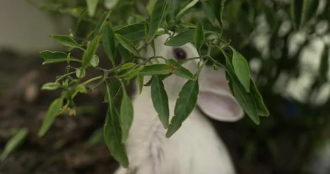 Little cute rabbits Stock Footage 156947443