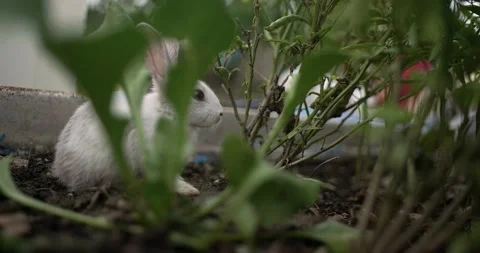 Little cute rabbits Video stock 156947464