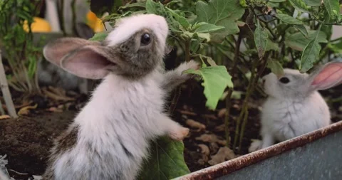 Little cute rabbits Stock Footage 156947482