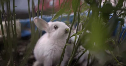 Little cute rabbits Stock Footage 156947487