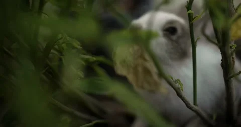 Little cute rabbits Stock Footage 156947532
