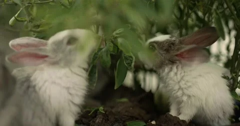 Little cute rabbits Stock Footage 156947574