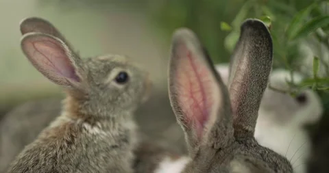 Little cute rabbits Stock Footage 156947580