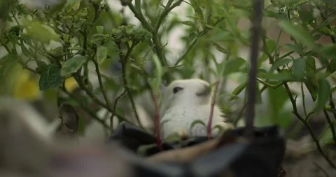Little cute rabbits Stock Footage 156947582