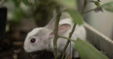 Little cute rabbits Stock Footage 156947593