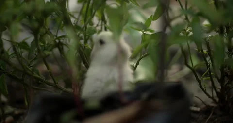 Little cute rabbits Stock Footage 156947612