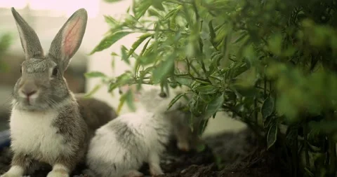 Little cute rabbits Stock Footage 156947613