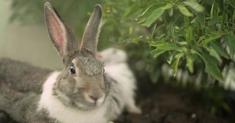 Little cute rabbits Stock Footage 156947669