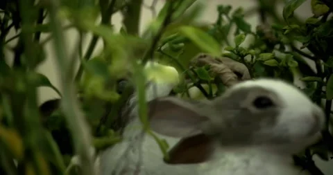 Little cute rabbits Stock Footage 156947738