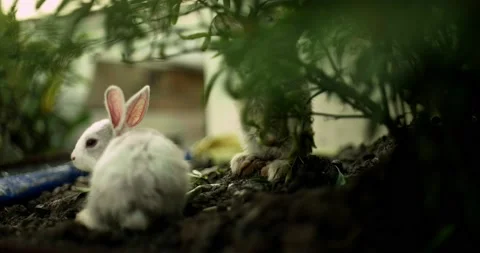 Little cute rabbits Stock Footage 156947764