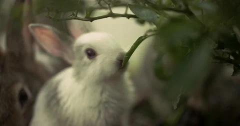 Little cute rabbits Stock Footage 156947783