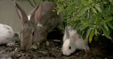 Little cute rabbits Stock Footage 156947852