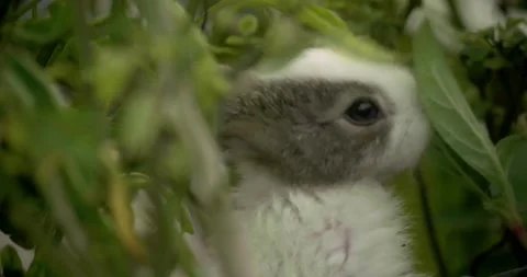 Little cute rabbits Stock Footage 156947894