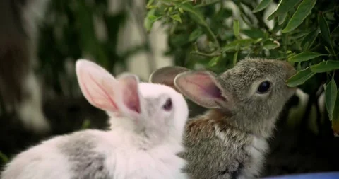 Little cute rabbits Stock Footage 156948009