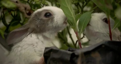 Little cute rabbits Stock Footage 156948200