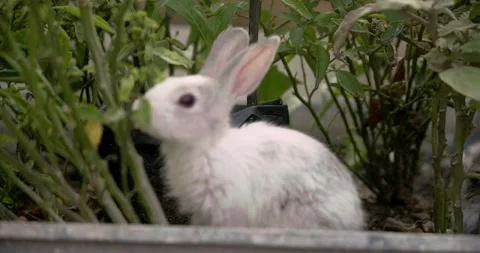 Little cute rabbits Stock Footage 156948212