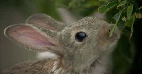 Little cute rabbits Video stock 156948243