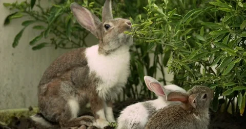 Little cute rabbits Stock Footage 156948300